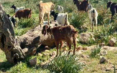 Wycieczka fakultatywna, Wycieczka Marathon Jeep Safari Pisouri z Pafos